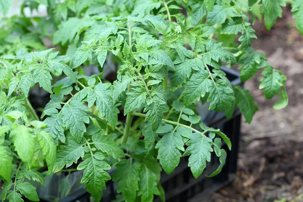 Seedlings of tomato — Stock Photo, Image