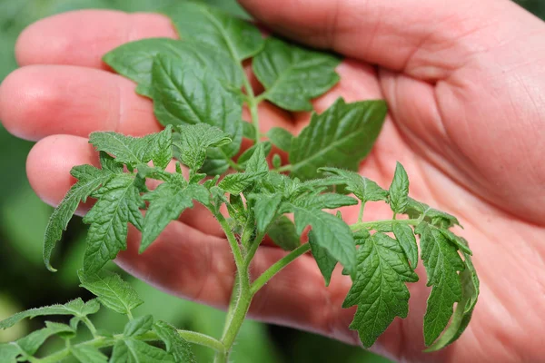 Gros plan de semis de tomate — Photo