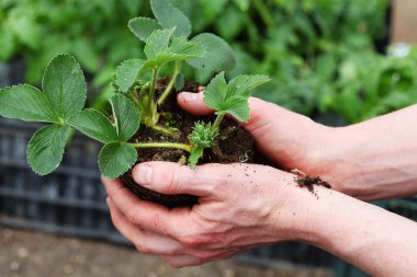 strawbery bitki ekime hazırlanması