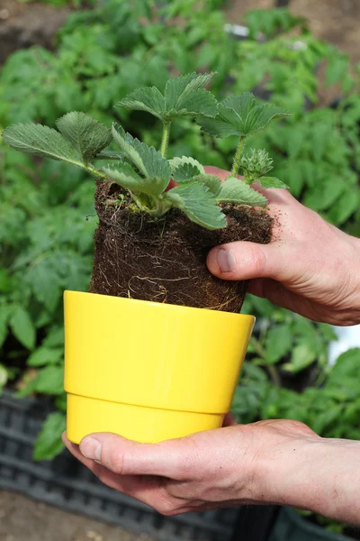 Putting strawberry into flowerpot — Stok fotoğraf