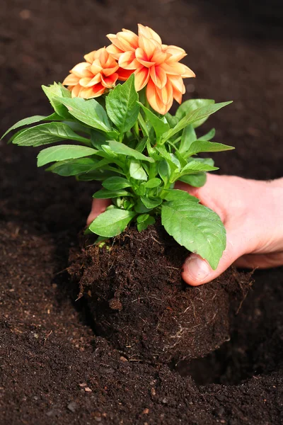 Planting dahlia seedling — Stock Photo, Image