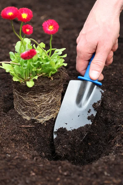 Plantering daisy plantor — Stockfoto
