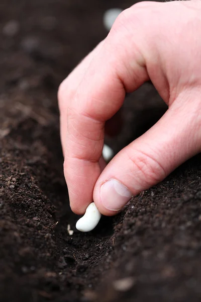 Tuinman zet zaad in het gat — Stockfoto