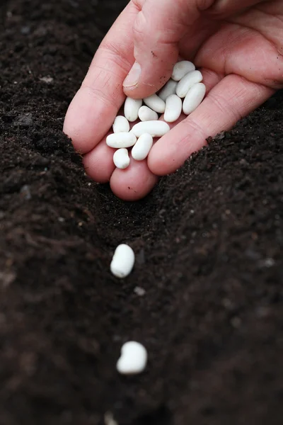 Planting bean seeds — Stock Photo, Image