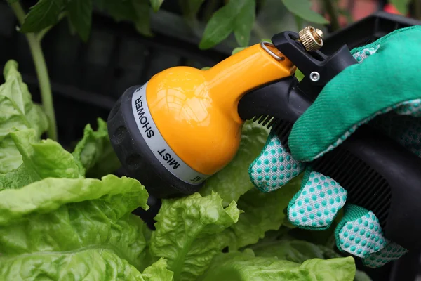 Salat mit Dusche gießen — Stockfoto