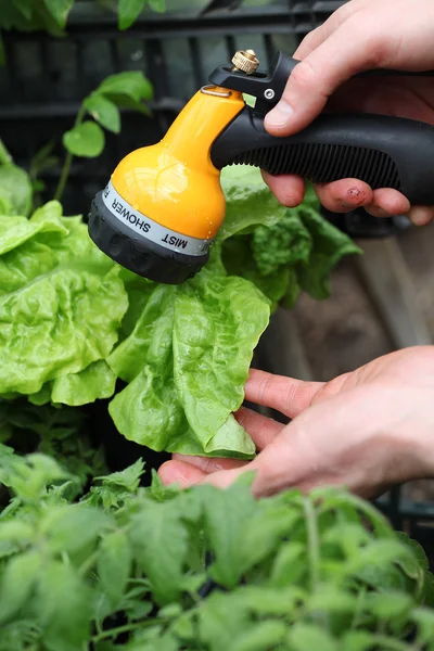 Watering vegetables in garden — Stock Photo, Image