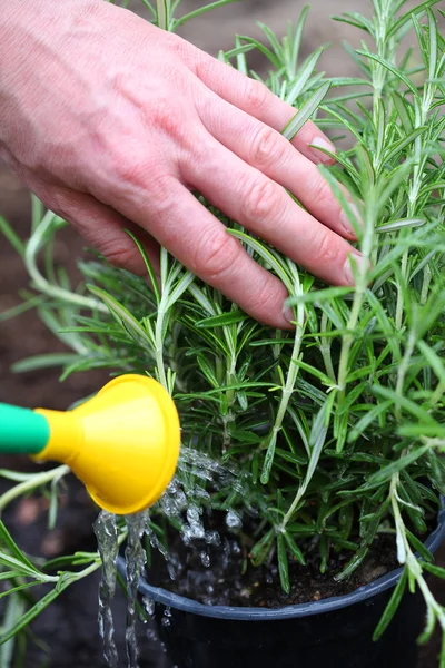 Watering rosemary herb — Stock Photo, Image