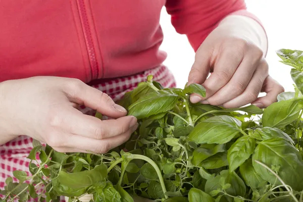 Picking the herbs — Stock Photo, Image
