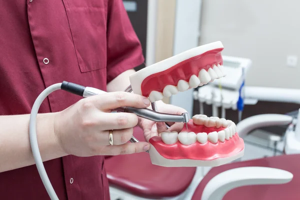 Dentista sosteniendo mandíbula de plástico — Foto de Stock