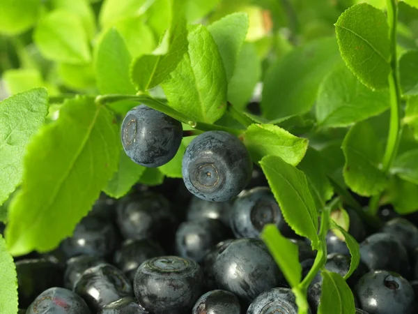 Blueberries from the bush — Stock Photo, Image