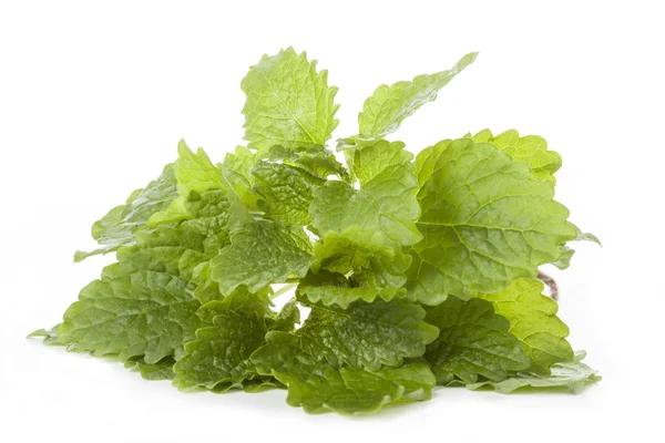 Lemon balm — Stock Photo, Image