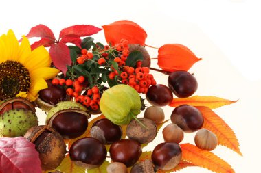 Ayçiçeği ve üvez