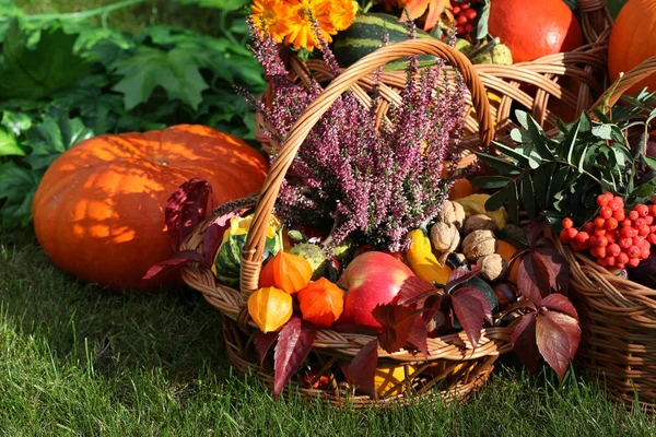 Decoraciones de otoño — Foto de Stock