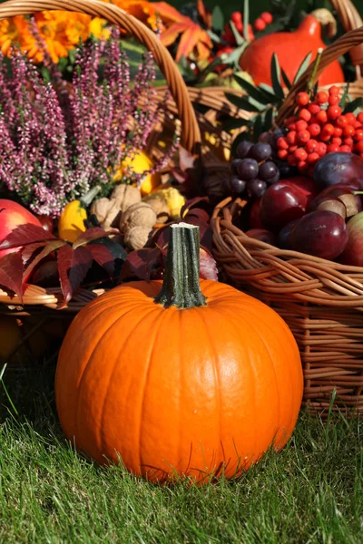 Pumpkin in the garden — Stock Photo, Image