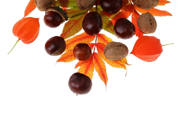 Castagne, foglie e noci — Foto Stock