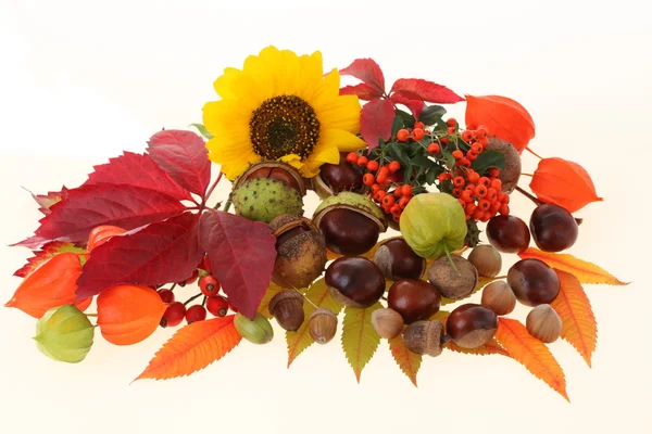 Sunflower and chestnuts — Stock Photo, Image