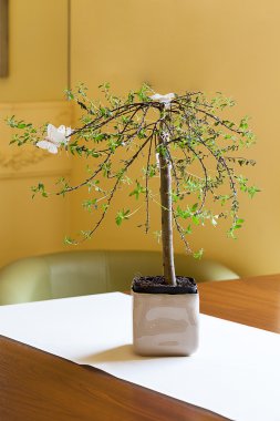 Akdeniz iç - bonsai