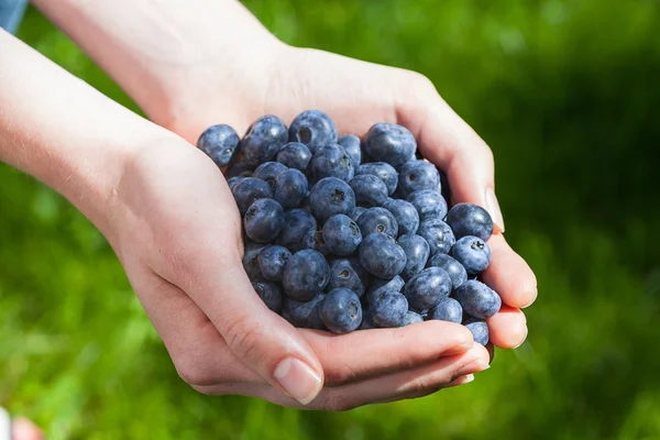 Blaubeeren — Stockfoto