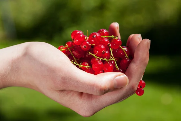 Currants in hand — Stock Photo, Image