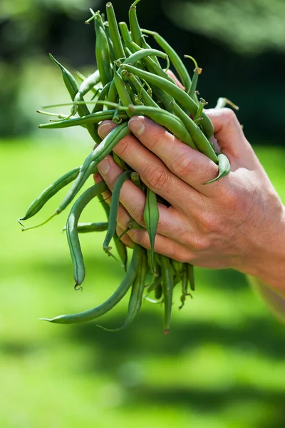 Hands and string beans — Stock Photo, Image