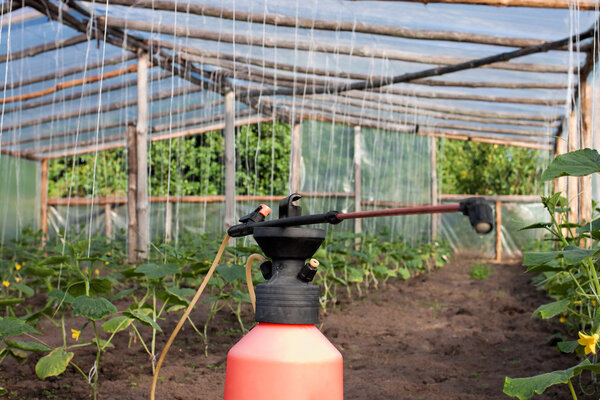 Greenhouse in summer