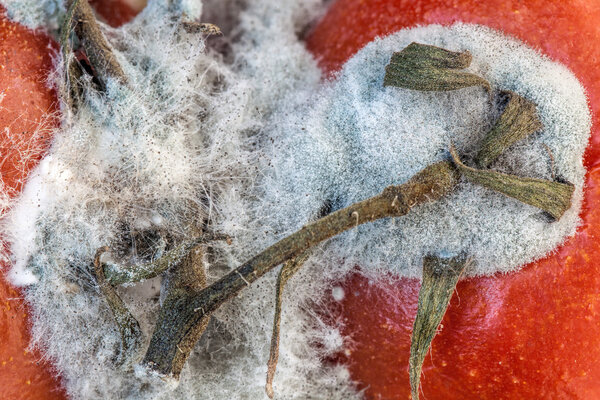 Tomato mold