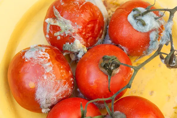 Gammelige Tomaten — Stockfoto