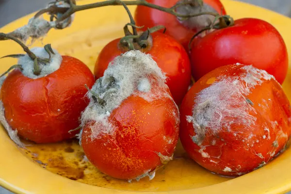 Rotten tomatos on vine