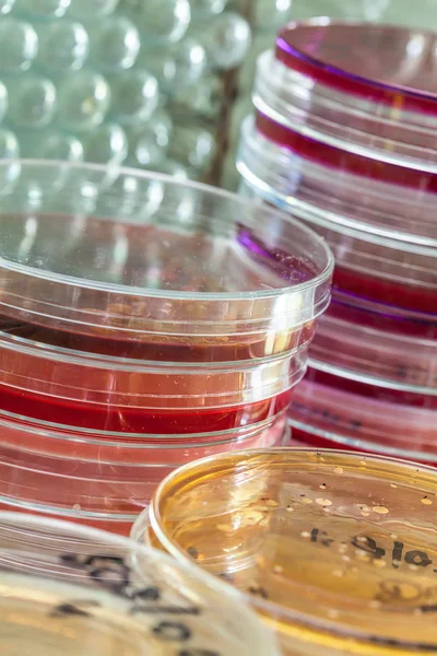 Colourful petri dishes — Stock Photo, Image