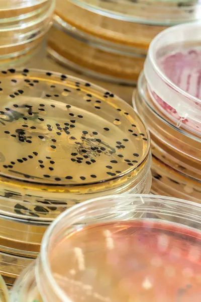 Microbacterias and microorganisms — Zdjęcie stockowe