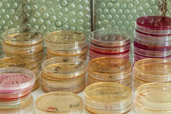 Agar-Platten mit Bakterien — Stockfoto