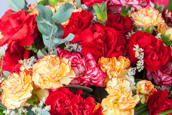 Closeup of a colorful carnations — Stock Photo, Image