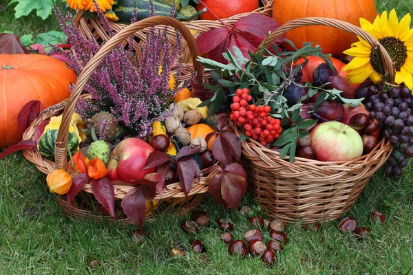 Kastanjes, pompoenen, bloemen — Stockfoto