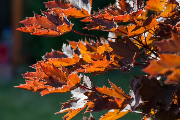 Podzimní listí closeup — Stock fotografie