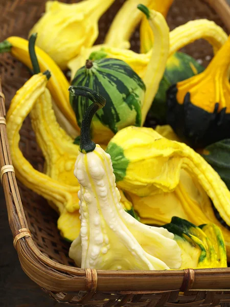 Butternut squashes — Stock Photo, Image