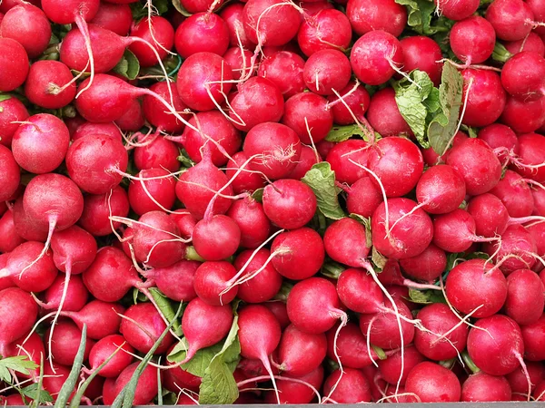 Radish multiplication — Stock Photo, Image