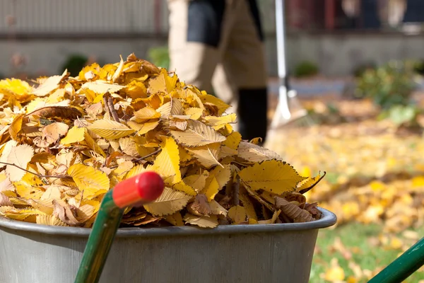 Herbstlaub in der Schubkarre — Stockfoto