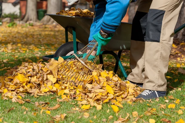 Homem raking as folhas — Fotografia de Stock
