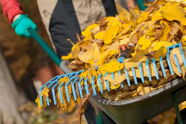 Rake on the wheelbarrow — Stock Photo, Image