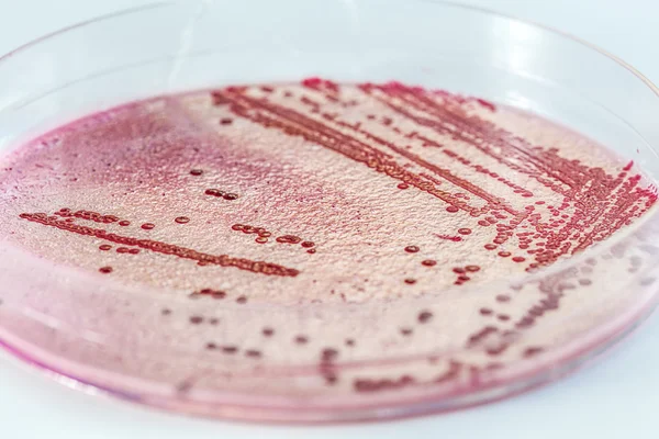 Microbiologia — Fotografia de Stock