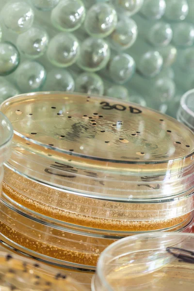 Agar plate between test tubes — Stock Photo, Image