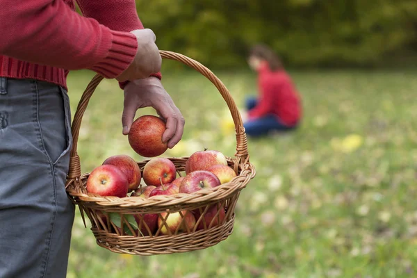 Homem coletando maçãs do outono — Fotografia de Stock