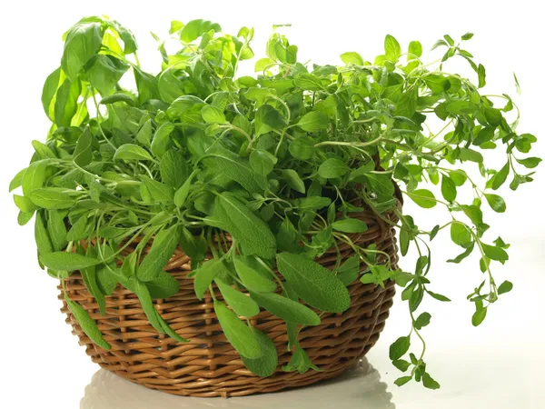 Bunch of herbs — Stock Photo, Image