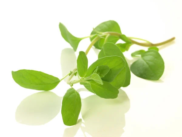 Marjoram branch — Stock Photo, Image