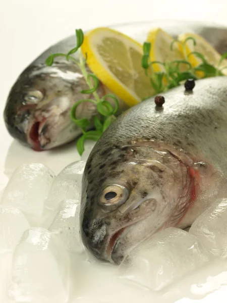 Frozen trout, closeup — Stock Photo, Image