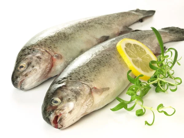 Trouts, isolated — Stock Photo, Image