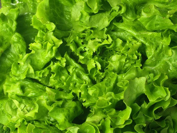 Lettuce, closeup — Stock Photo, Image