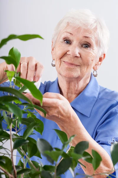 Mormor att ta hand om en växt — Stockfoto