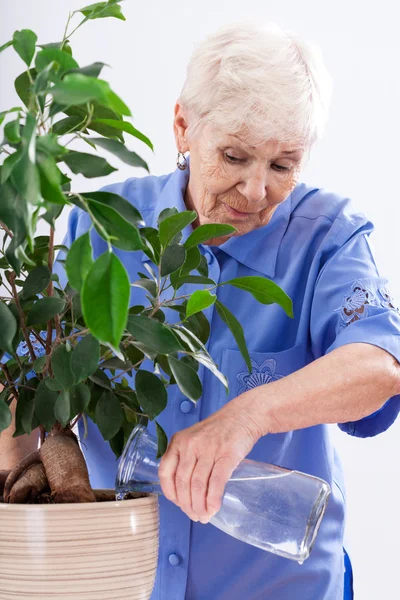 Nonna giardiniere irrigazione — Foto Stock