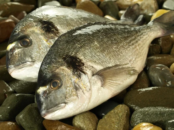 Peixe dorado capturado — Fotografia de Stock